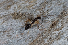 Camponotus elegans