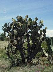 Opuntia huajuapensis