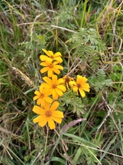Tagetes zypaquirensis