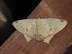 Nepheloleuca illiturata