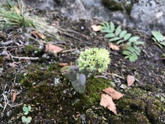 Hylotelephium maximum ruprechtii