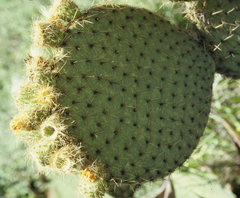 Opuntia huajuapensis