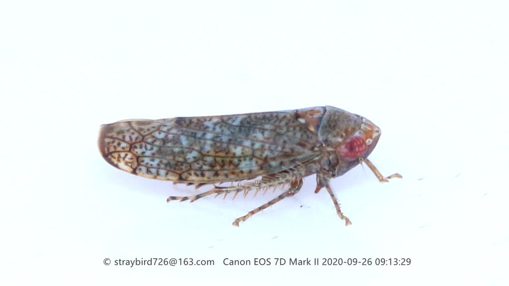 Hishimonoides dentimarginus