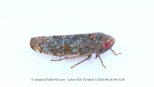 Hishimonoides