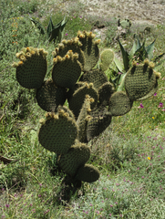 Opuntia huajuapensis
