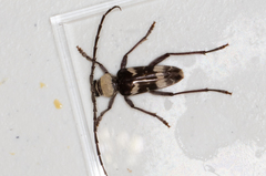 Megacyllene antennata