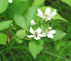 Pidonia ruficollis