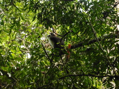 Cercopithecus ascanius schmidti