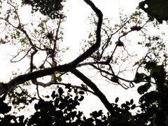 Piliocolobus tephrosceles