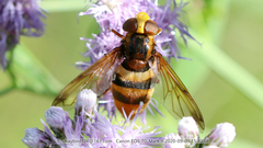 Volucella