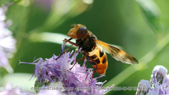 Volucella