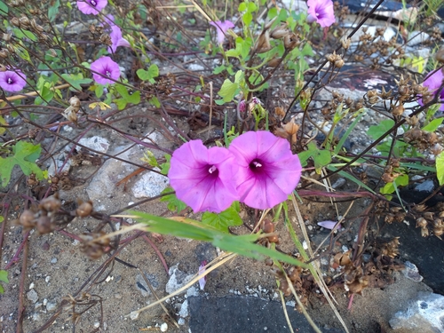 threefork morning glory