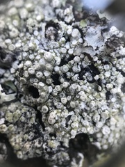 Pertusaria subambigens