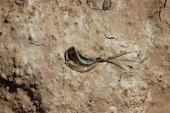 Triops australiensis