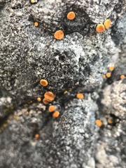 Polycauliona luteominia luteominia