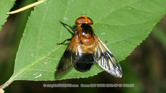 Volucella tabanoides