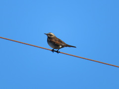 Turdus eunomus