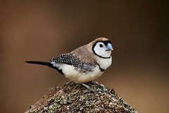 Stizoptera bichenovii bichenovii