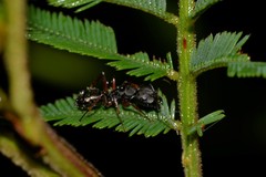 Camponotus hartogi