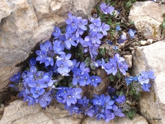 Veronica bolkardaghensis