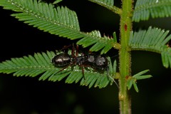 Camponotus hartogi