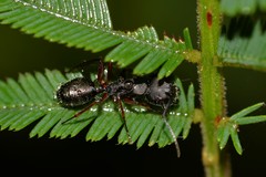 Camponotus hartogi