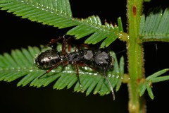 Camponotus hartogi