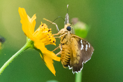 Apyrrothrix araxes
