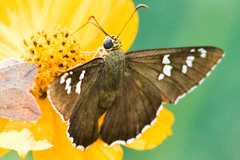 Apyrrothrix araxes