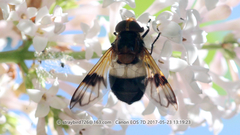 Volucella tabanoides