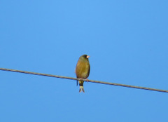 Chloris sinica