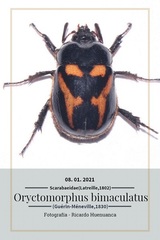 Oryctomorphus bimaculatus