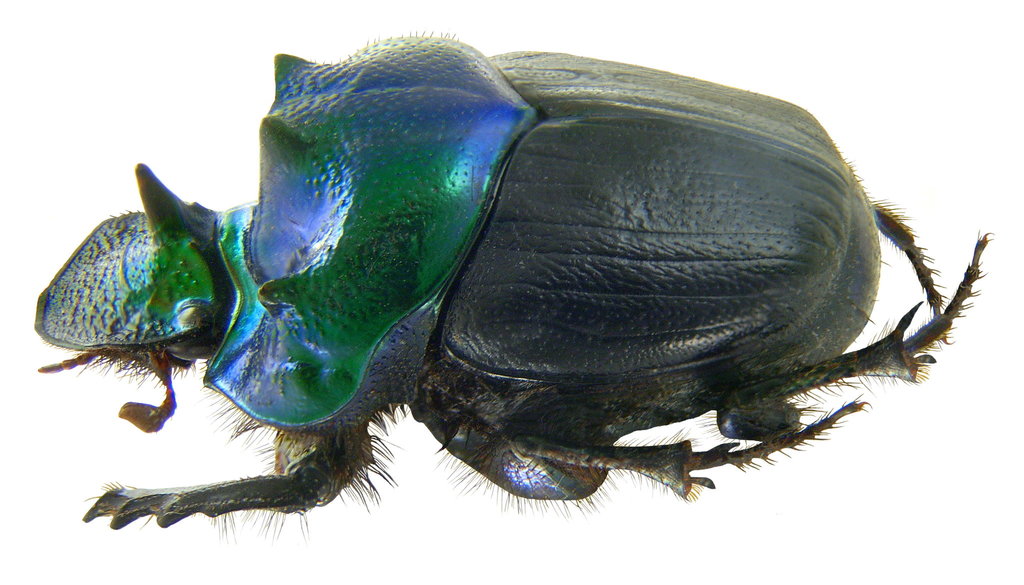 Diastellopalpus