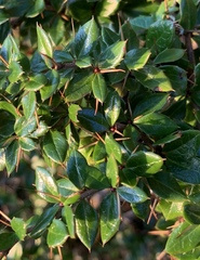 Berberis verruculosa