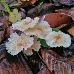 Collybiopsis neotropica