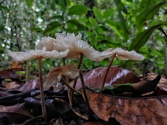 Collybiopsis neotropica
