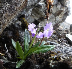 Primula megalocarpa