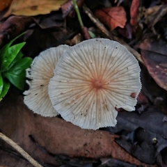Collybiopsis neotropica