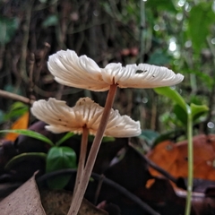 Collybiopsis neotropica