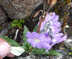 Primula megalocarpa