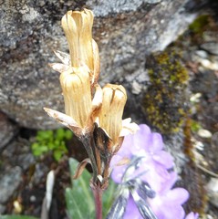 Primula megalocarpa
