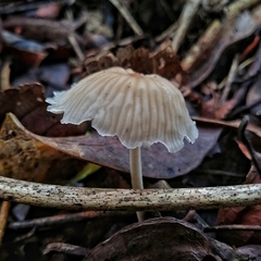 Collybiopsis neotropica