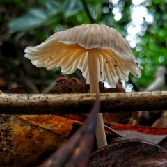 Collybiopsis neotropica