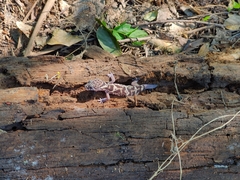 Coleonyx mitratus