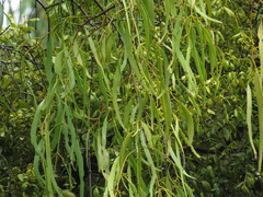 Amyema bifurcata