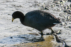 Fulica