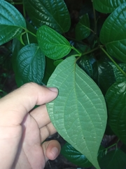 Piper hispidum