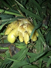 Hygrocybe acutoconica