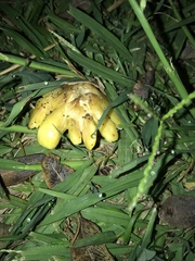 Hygrocybe acutoconica