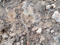Scolopendra polymorpha
